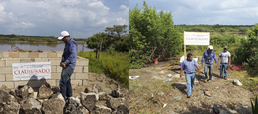 Clausura PROFEPA construcción en humedal costero de manglar, en Yucatán