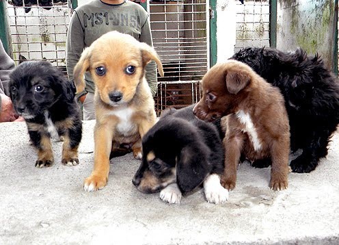 Promueven la adopción de perros callejeros