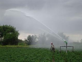 Productores agrícolas deben regar 2 horas más al día para proteger sus cosechas del calor