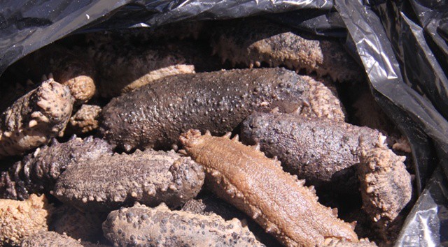 Autorizan limitada captura de pepino de mar en Yucatán