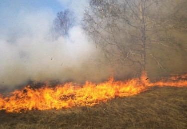 Incendio  consume más de 5 mil hectáreas al sur de la entidad