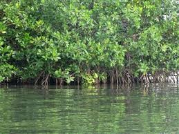 Los manglares: bosques marinos que protegen la vida en el océano