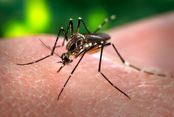 Posibles casos de dengue, en Tizimín