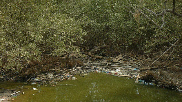Preocupación por basura en Río lagartos 