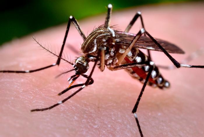 Yucatán preparado para el chikungunya, aseguran autoridades