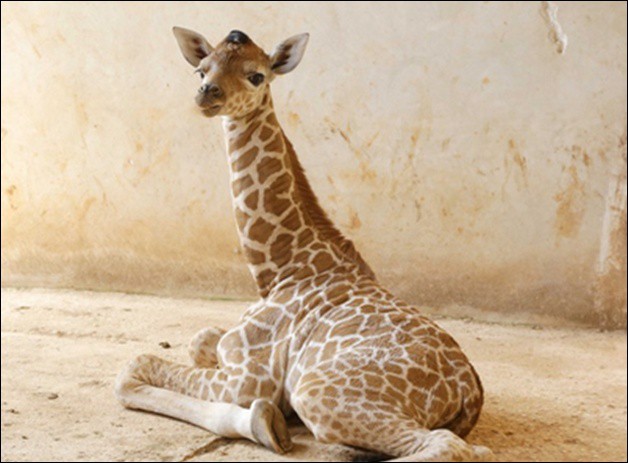 Convocan a niños a ponerle nombre a una jirafa y cebra bebés