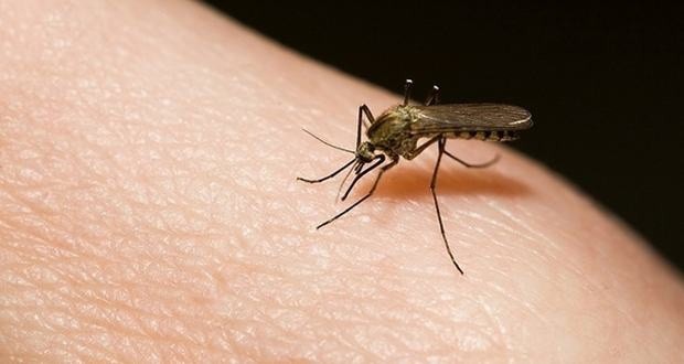 Disminuyen casos de dengue en el estado de Yucatán