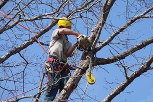 Podaran casi 9 mil árboles en  avenidas principales de Mérida