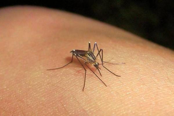 Especialistas advierten sobre el tránsito del virus de chikungunya en el estado