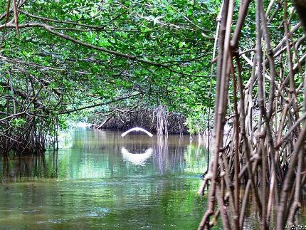 Los manglares  son los  riñones  de   ecosistemas.