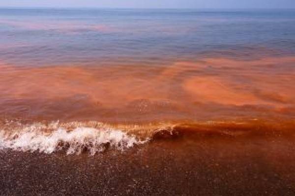 En julio y agosto es más común el fenómeno de la marea roja en Yucatán