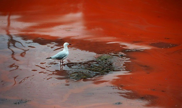 No hay riesgos en actividad pesquera de San Felipe por marea roja