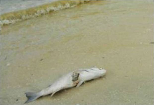 Aún no se sabe si hay marea roja; pescadores han detectado peces y otras especies muertas