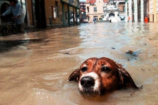 Protección animal en caso de desastres