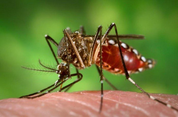 Alerta en Tizimín por numerosos casos de chikungunya