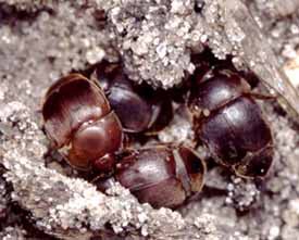 TIZIMIN: Apicultores detectan presencia del pequeño escarabajo de la colmena.
