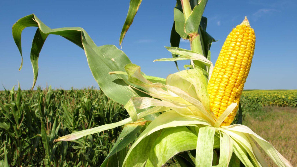Pérdida millonaria en producción de maíz