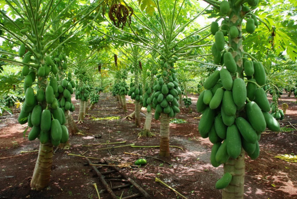 Productores de papaya no pueden exportar