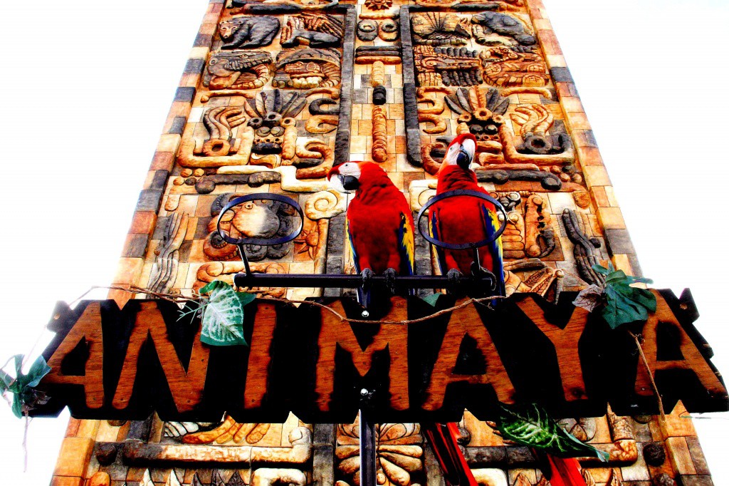 Visitantes abarrotan el Centenario y Animaya