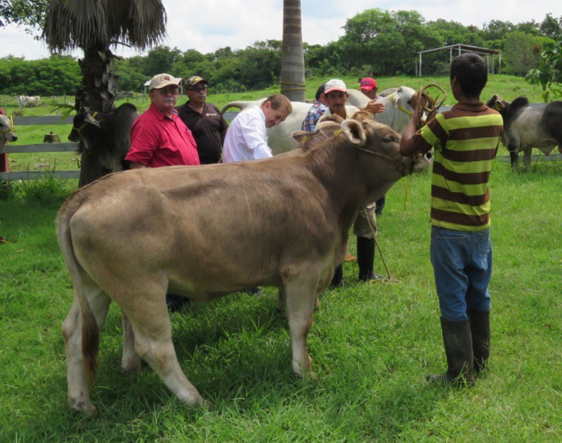 Exportan ganado de Tizimín a Centroamérica