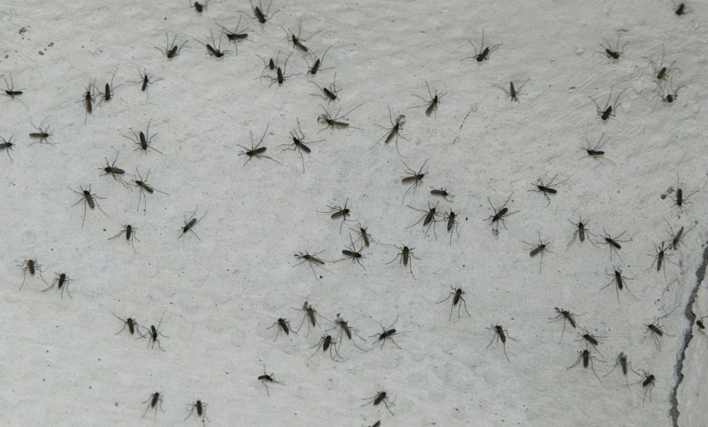 Plaga de moscos no es “Aedes Aegipty”
