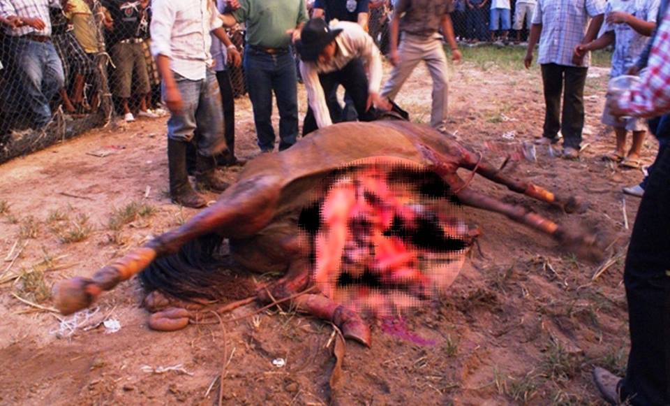 Continúan los festejos con sacrificio de animales