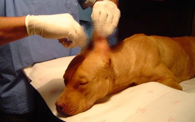 Proponen Ley que prohíba mutilación estética de mascotas