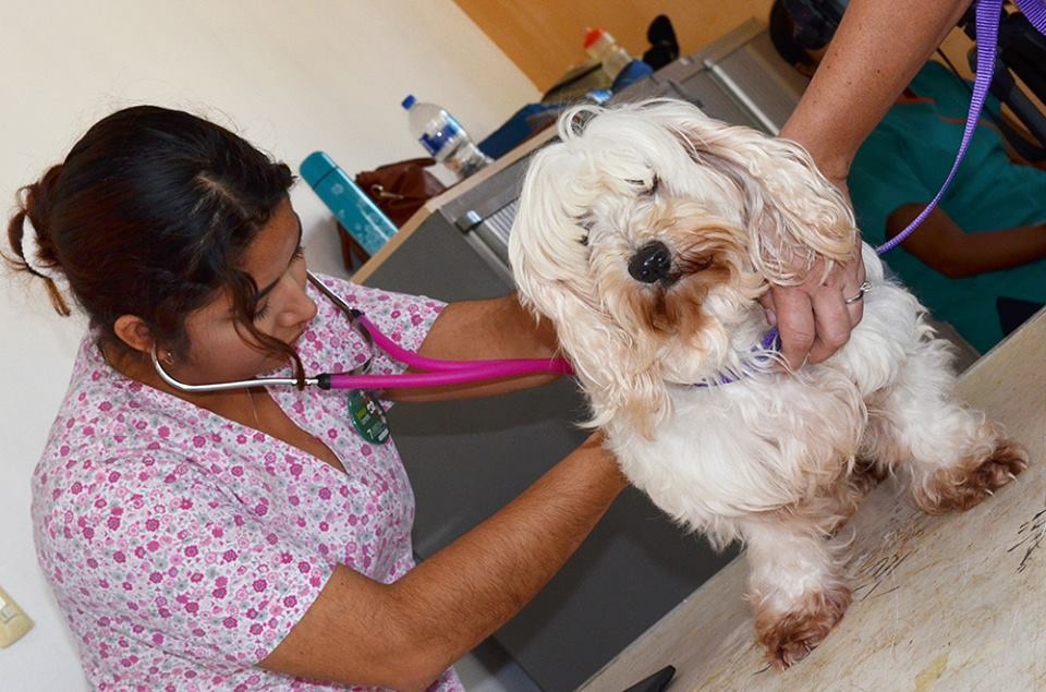 En marcha campaña de esterilización de mascotas