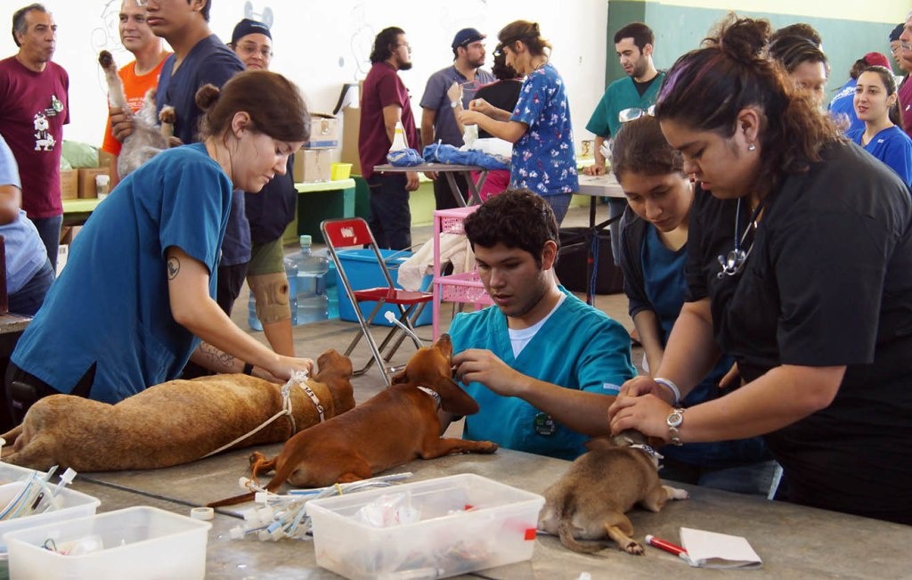 Exitosa campaña de esterilización