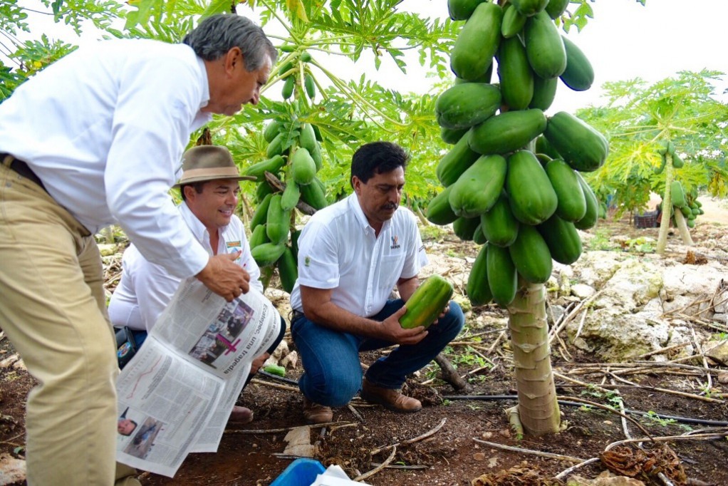 Yucatán conquista Estados Unidos, con papaya maradol