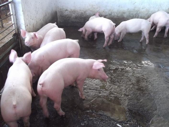 Descartan fiebre porcina en Yucatán