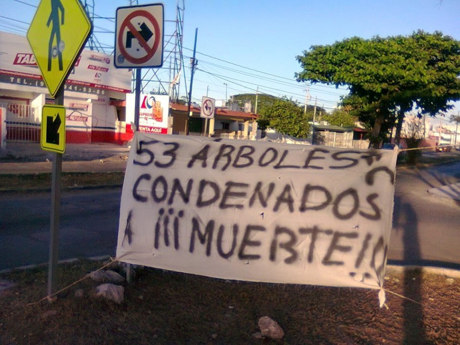 Árboles condenados a muerte en Cordemex