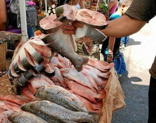 Aumenta consumo y precio de mariscos, en Valladolid