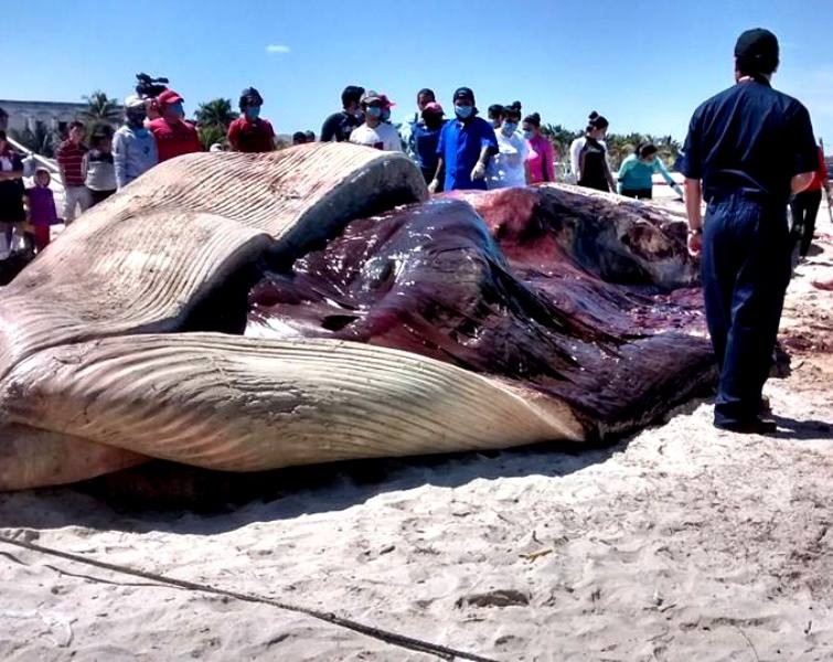 Realizan necropsia a ballena de Progreso