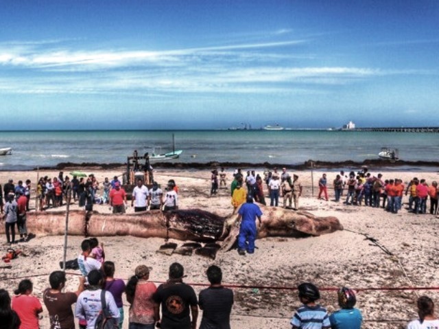 En tres días sabrán qué le pasó a la ballena