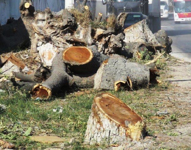 No otorgamos permisos para tala de árboles: Seduma