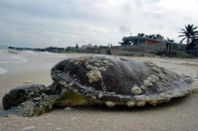 Recalan tortuga y delfín en Yucatán