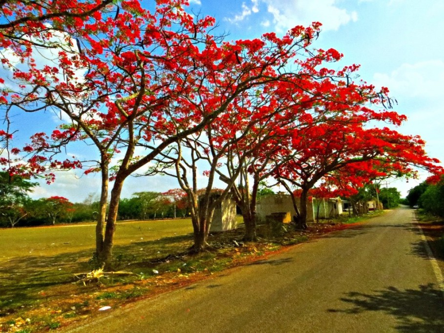 La Primavera llegará el 19 de marzo