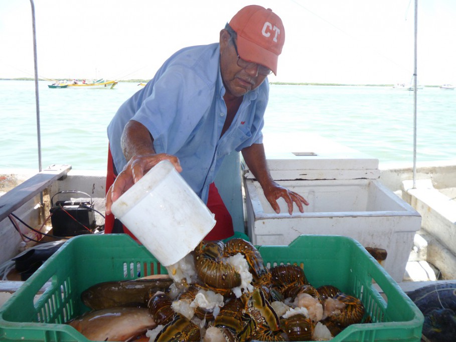 RIO LAGARTOS: Triste panorama ante la pesca del pulpo por no establecerse un precio.\r\n