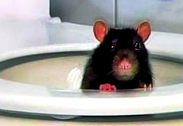 Lo muerde una rata, ¡mientras hacía del baño!