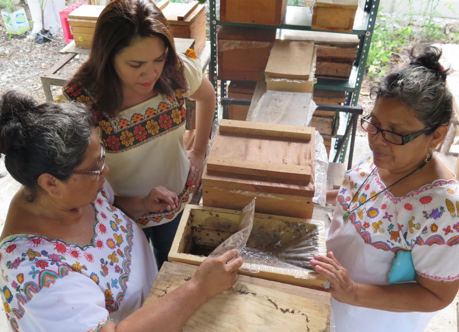 Mujeres desarrollan meliponicultura en Xcunyá 