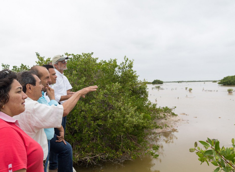 Avanza conservación de manglar en Yucatán
