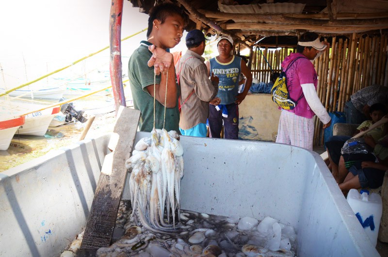 RIO LAGARTOS: Incierta la pesca del pulpo.\r\n