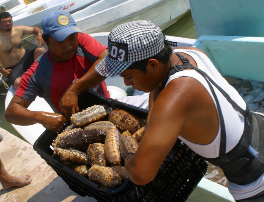 Aún no establecen temporada de pepino de mar