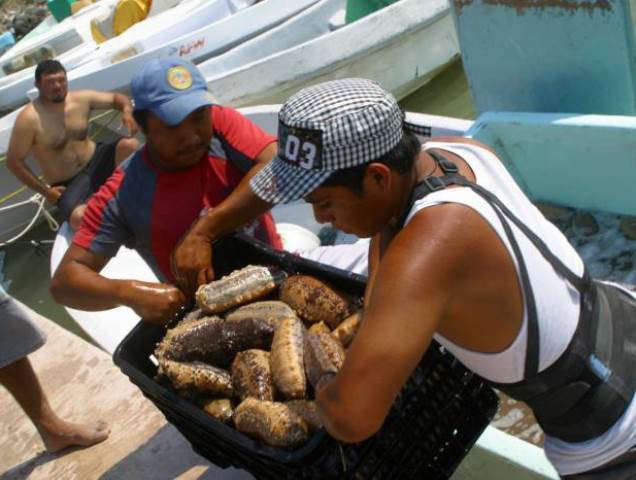 Aún no definen temporada de pepino de mar