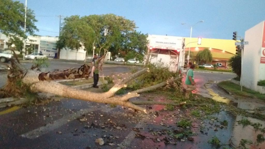 Lluvia deja árboles caídos y calles inundadas 