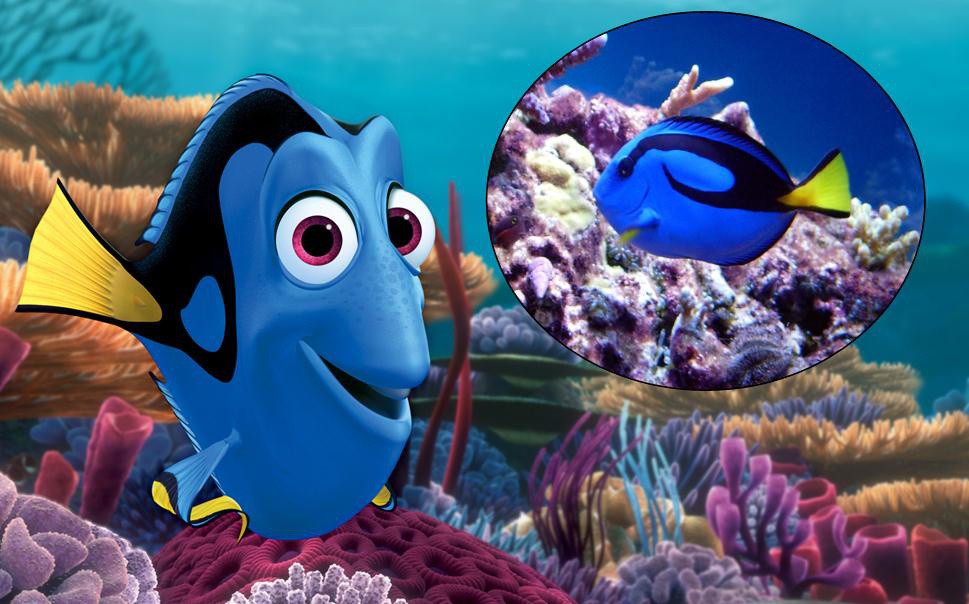 Reproducen al pez Dory en cautiverio