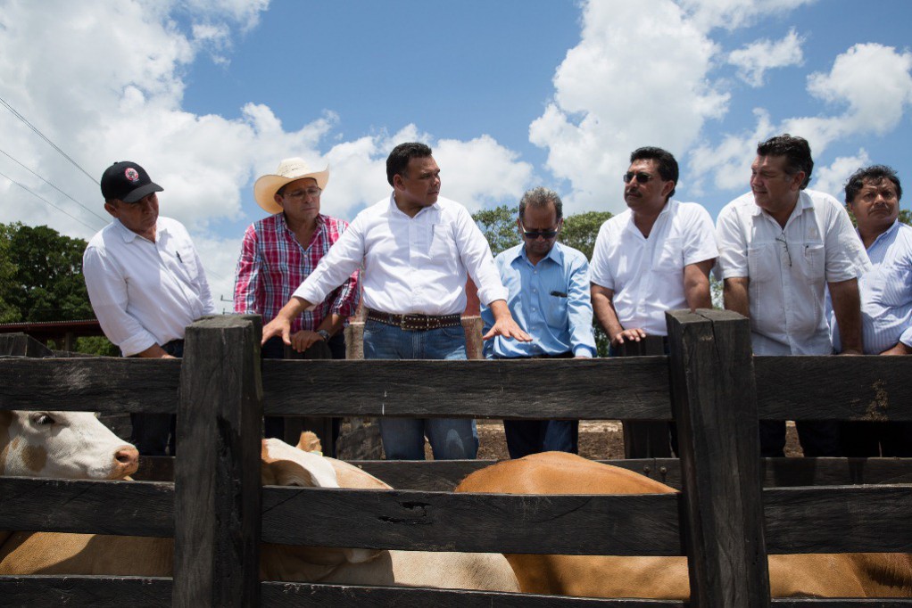 Impulsan producción lechera en Yucatán