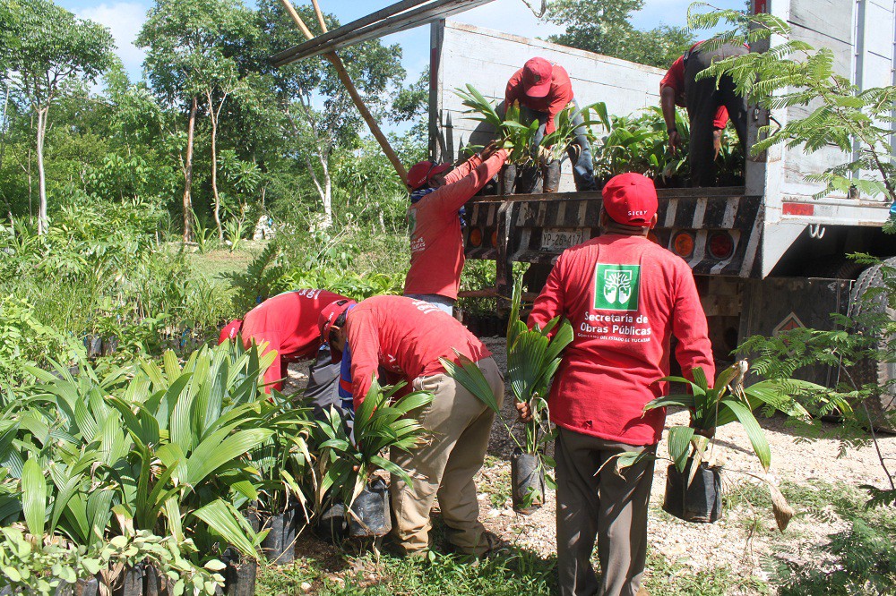 Donan más árboles para Paseo Verde