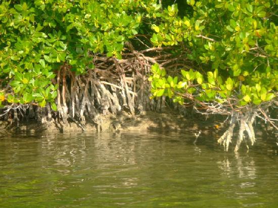 RIO LAGARTOS: Sin control la quemazón en la sabana.\r\n